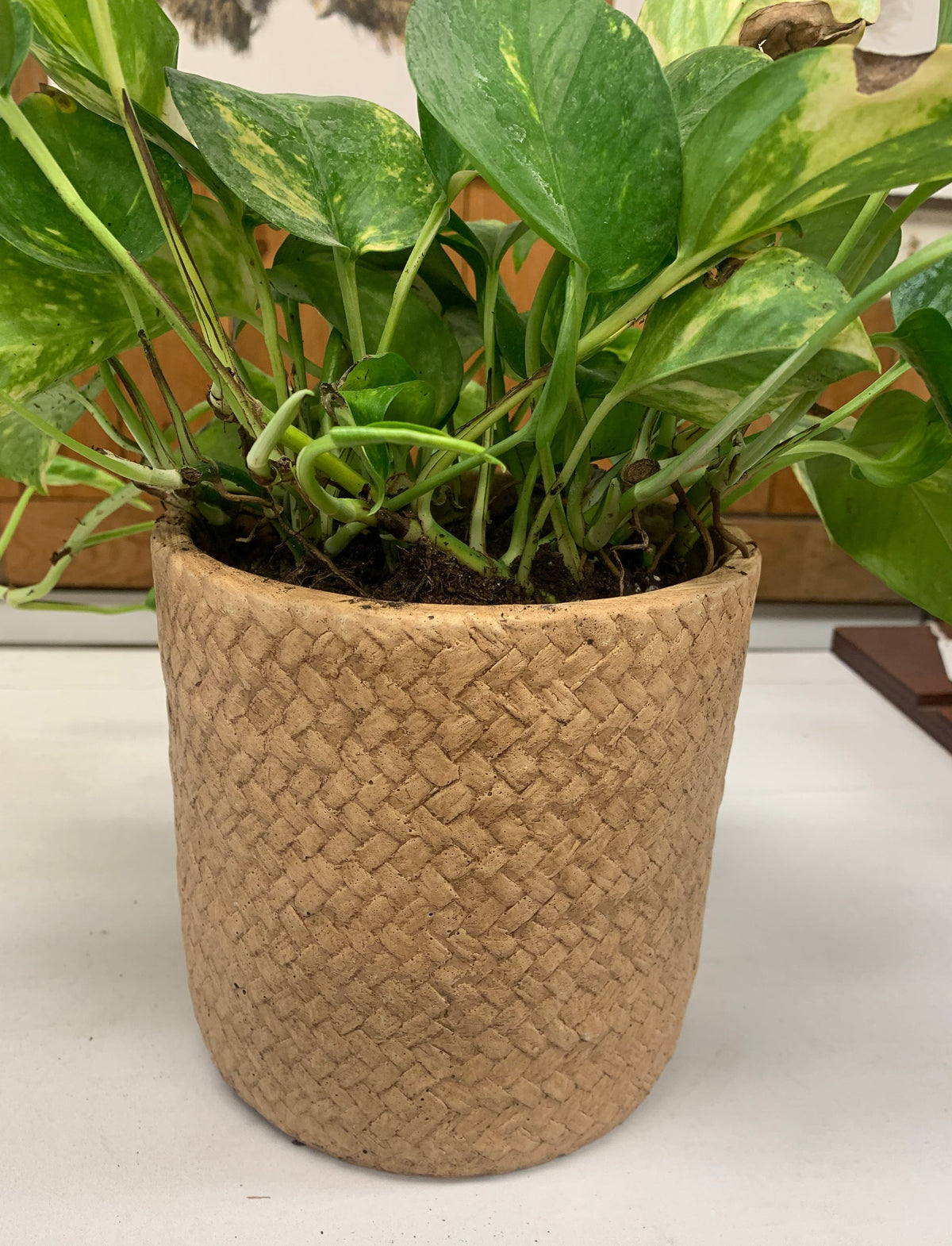 A green pothos plant with variegated leaves in a woven natural fiber pot, sitting on a white surface.