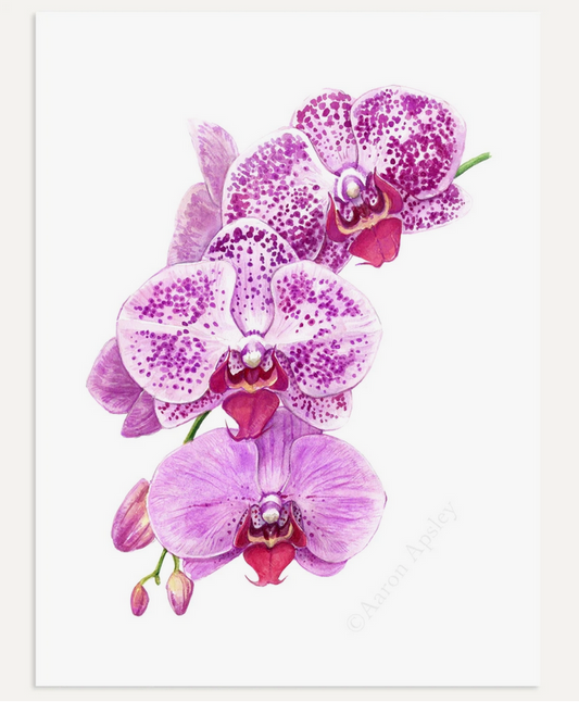 Phalaenopsis Orchid Bloom Print
