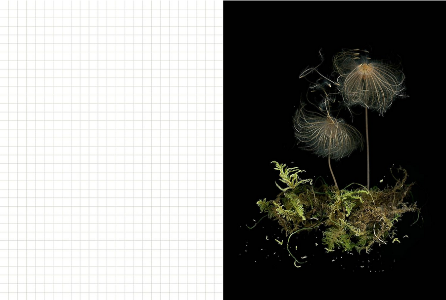 Forest Fungi Journal