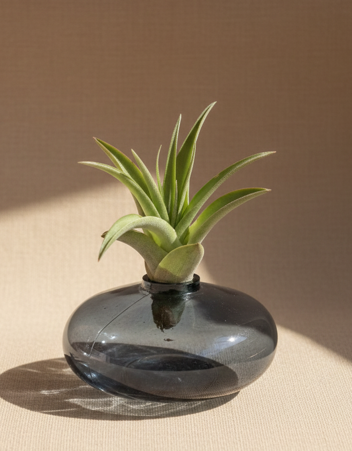 Small green plant in a clear glass vase on a light surface
