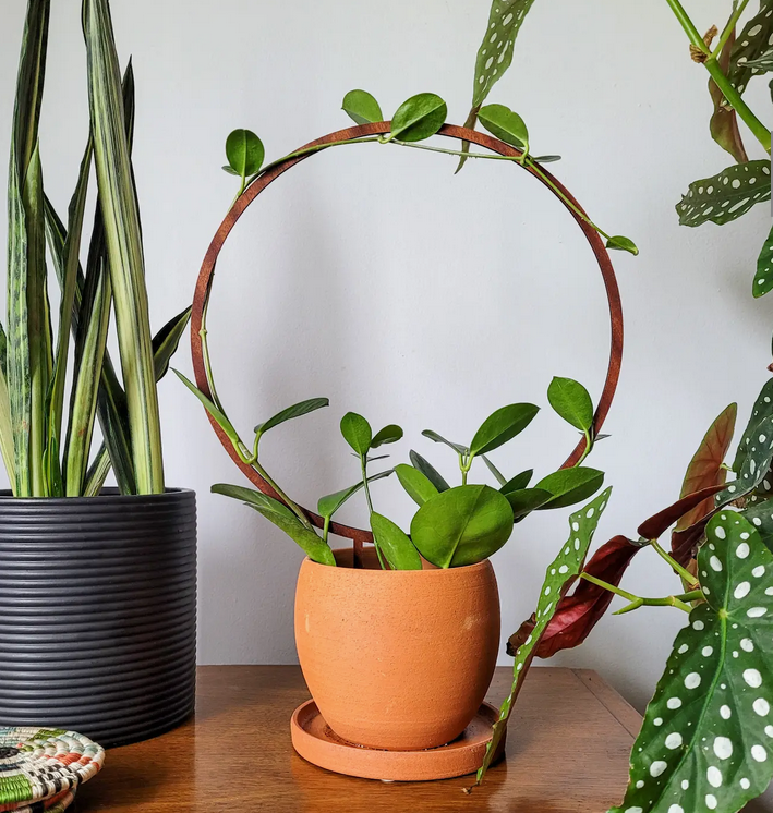 Indoor Houseplant Trellis Single Hoop