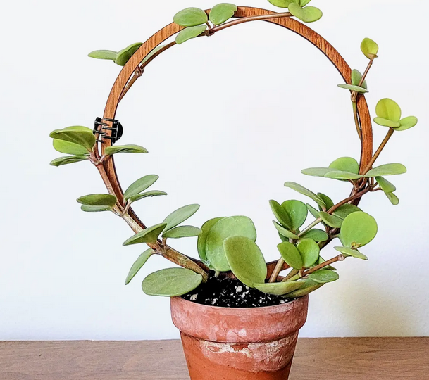 Indoor Houseplant Trellis Single Hoop