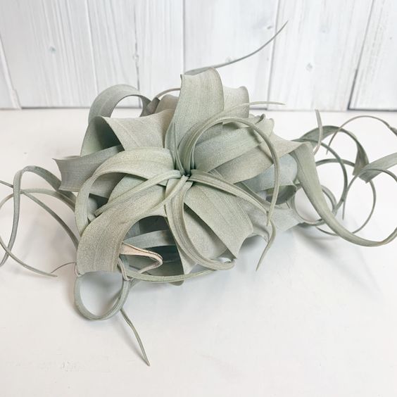 Xerographica Airplant