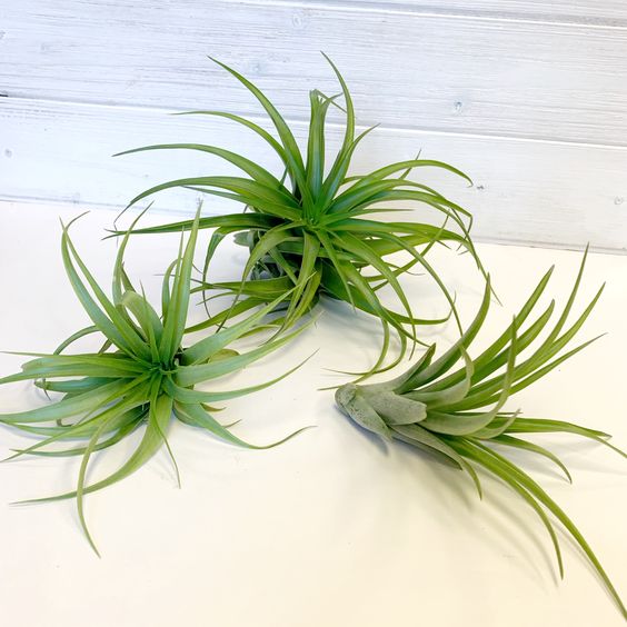 Airplants