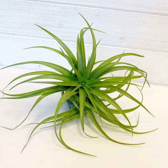 Airplants