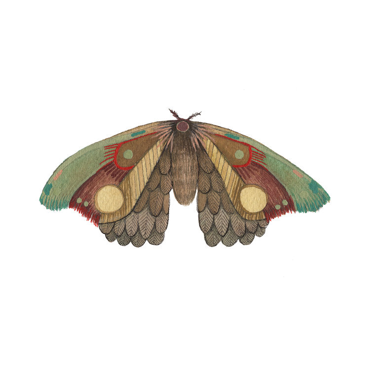 hand painted watercolor moth print