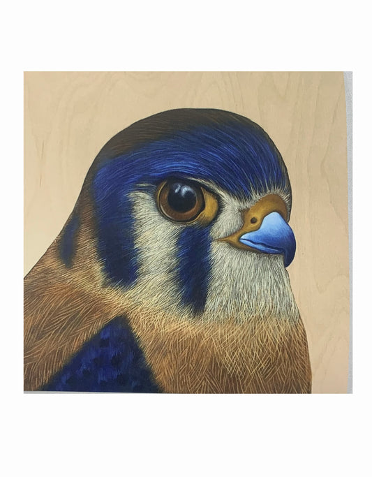 Kestrel Print