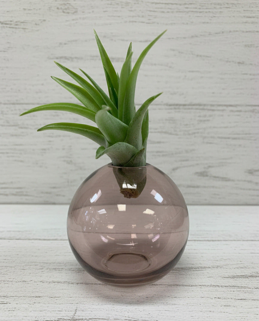 Pink glass vase with a succulent plant on a wooden surface
