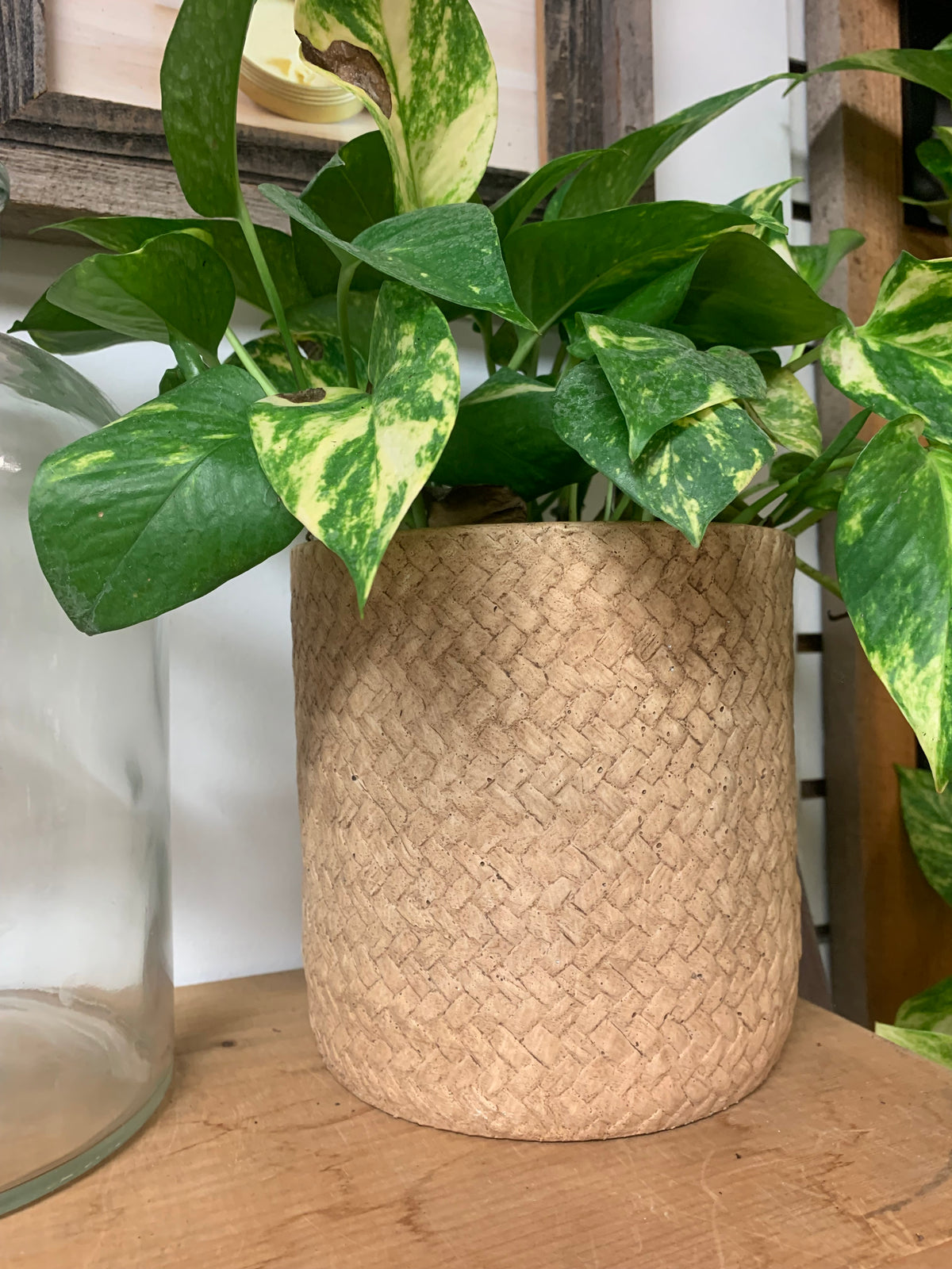 A green pothos plant with variegated leaves in a woven natural fiber basket pot, displayed on a wooden surface.