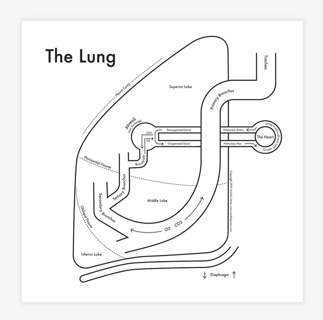 Lung Anatomy Print