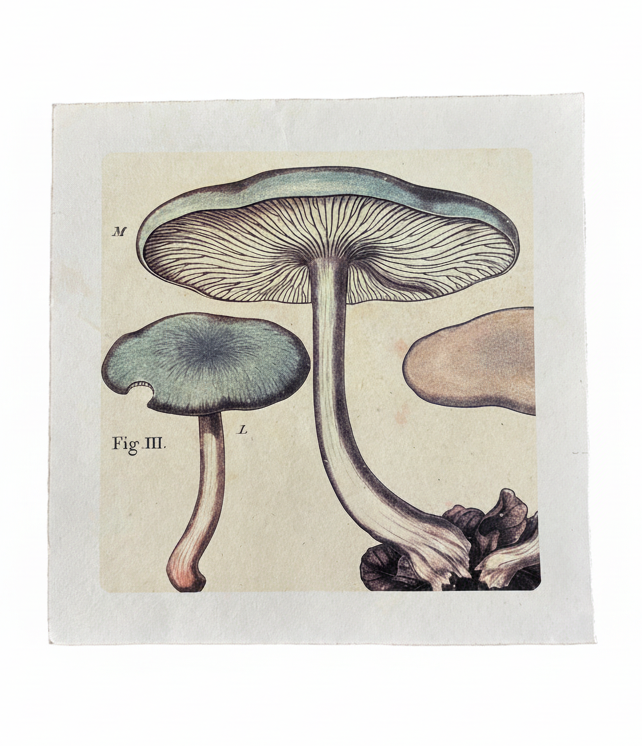 Illustration of mushrooms on a beige background