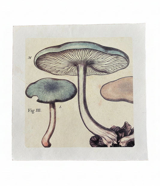 Illustration of mushrooms on a beige background