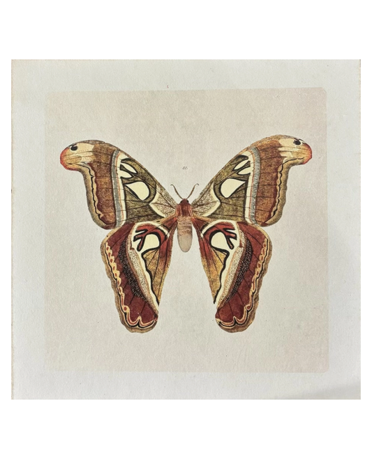 Brown Moth Print
