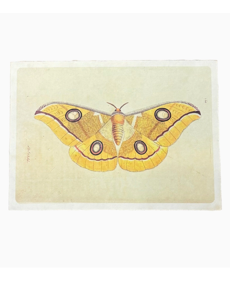 Illustration of a yellow butterfly on a beige background