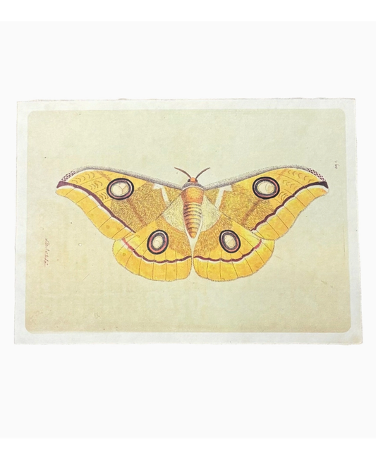 Yellow Moth Print