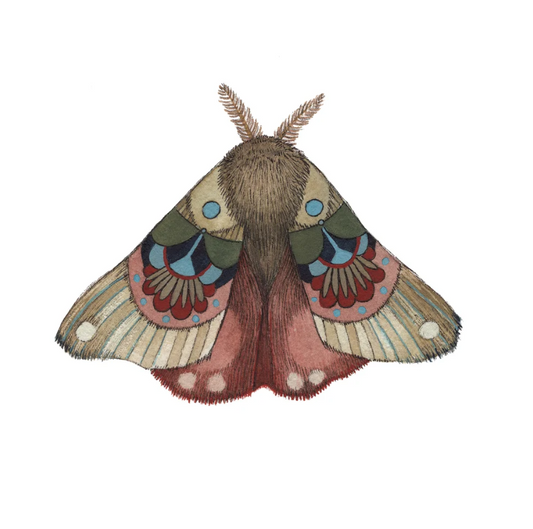 Moth 3