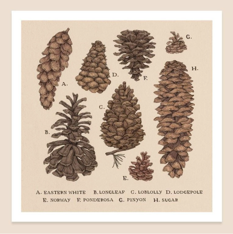 Pinecone Print