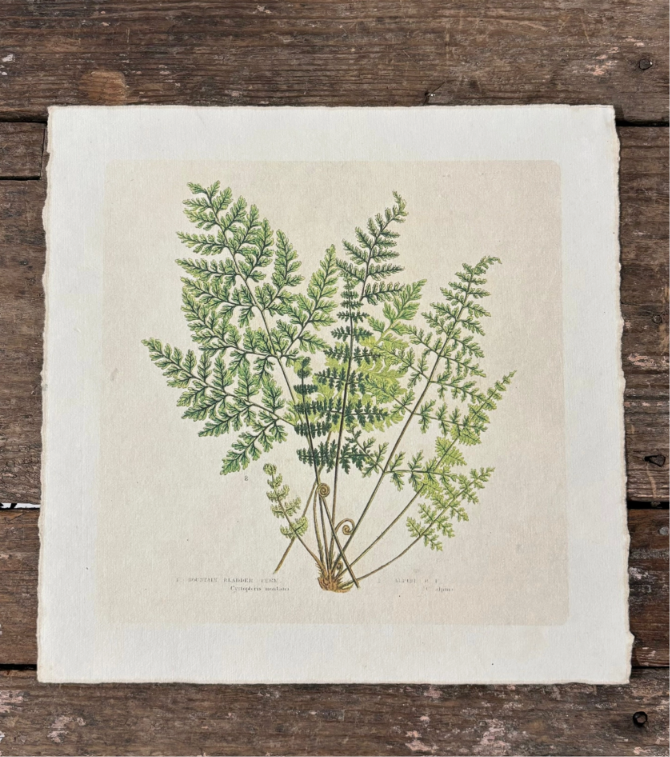 11x11 Fern Print