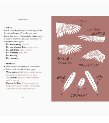 Bird Watching Book