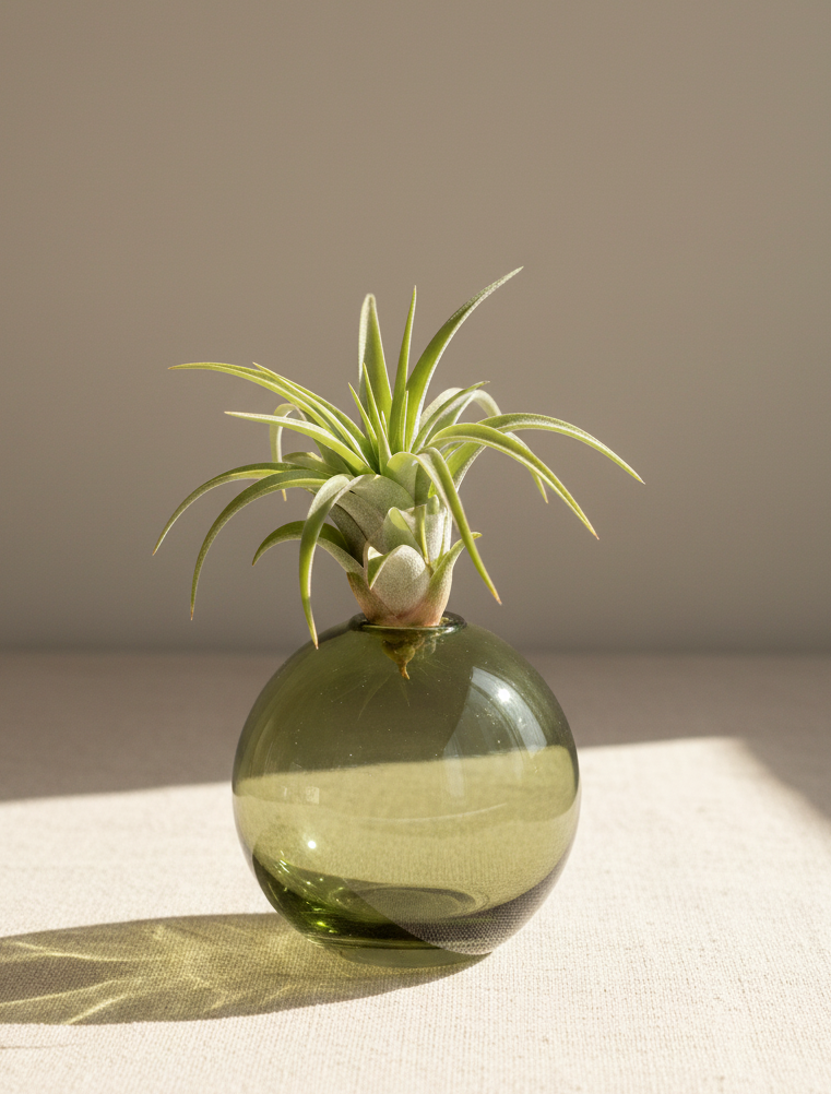 Green glass vase with an air plant on a white surface