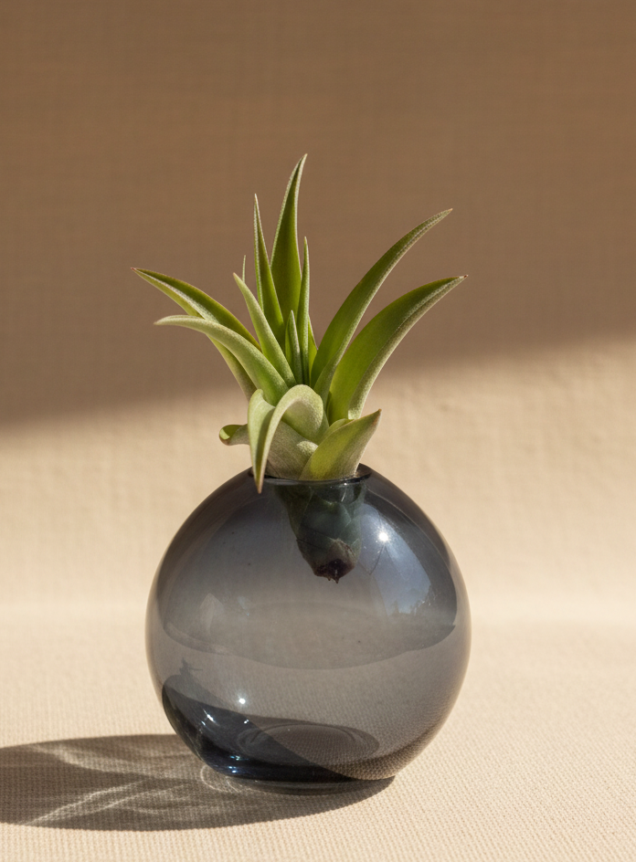 Small glass vase with a succulent plant on a light surface