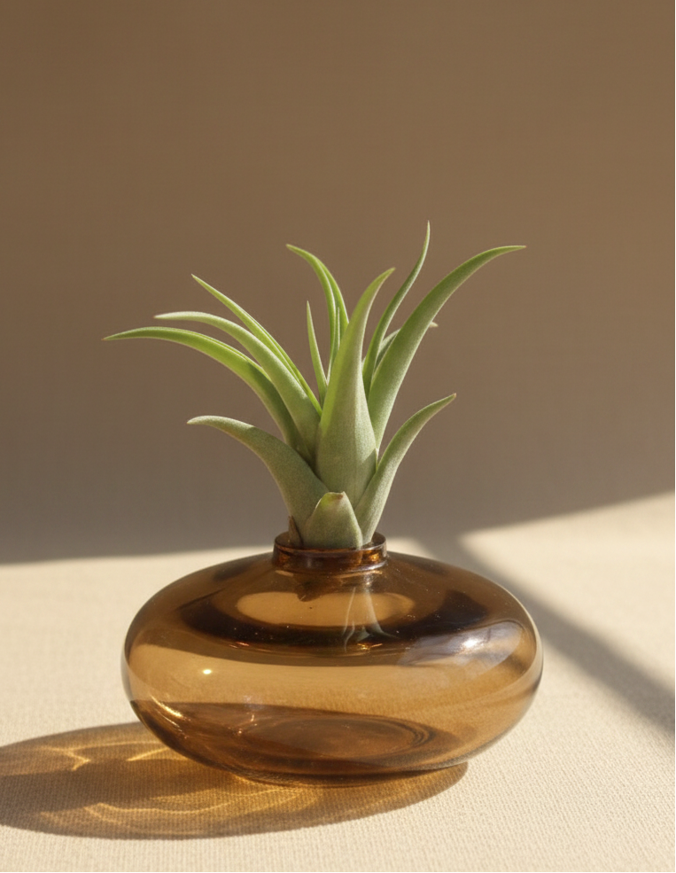 Small air plant in a brown glass holder on a white surface