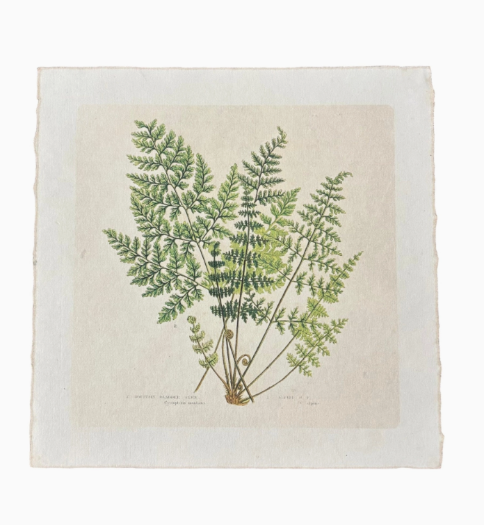 11x11 Fern Print