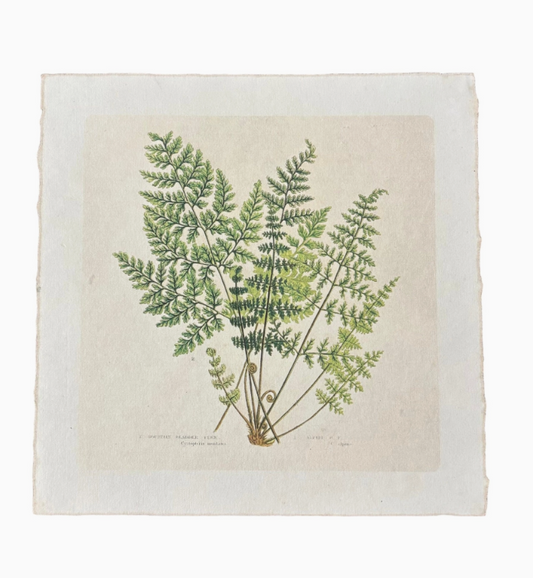 11x11 Fern Print