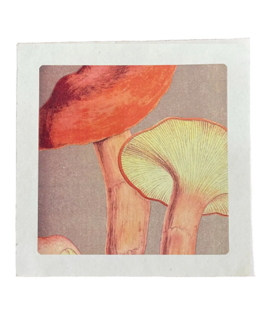 Orange Shrooms Print