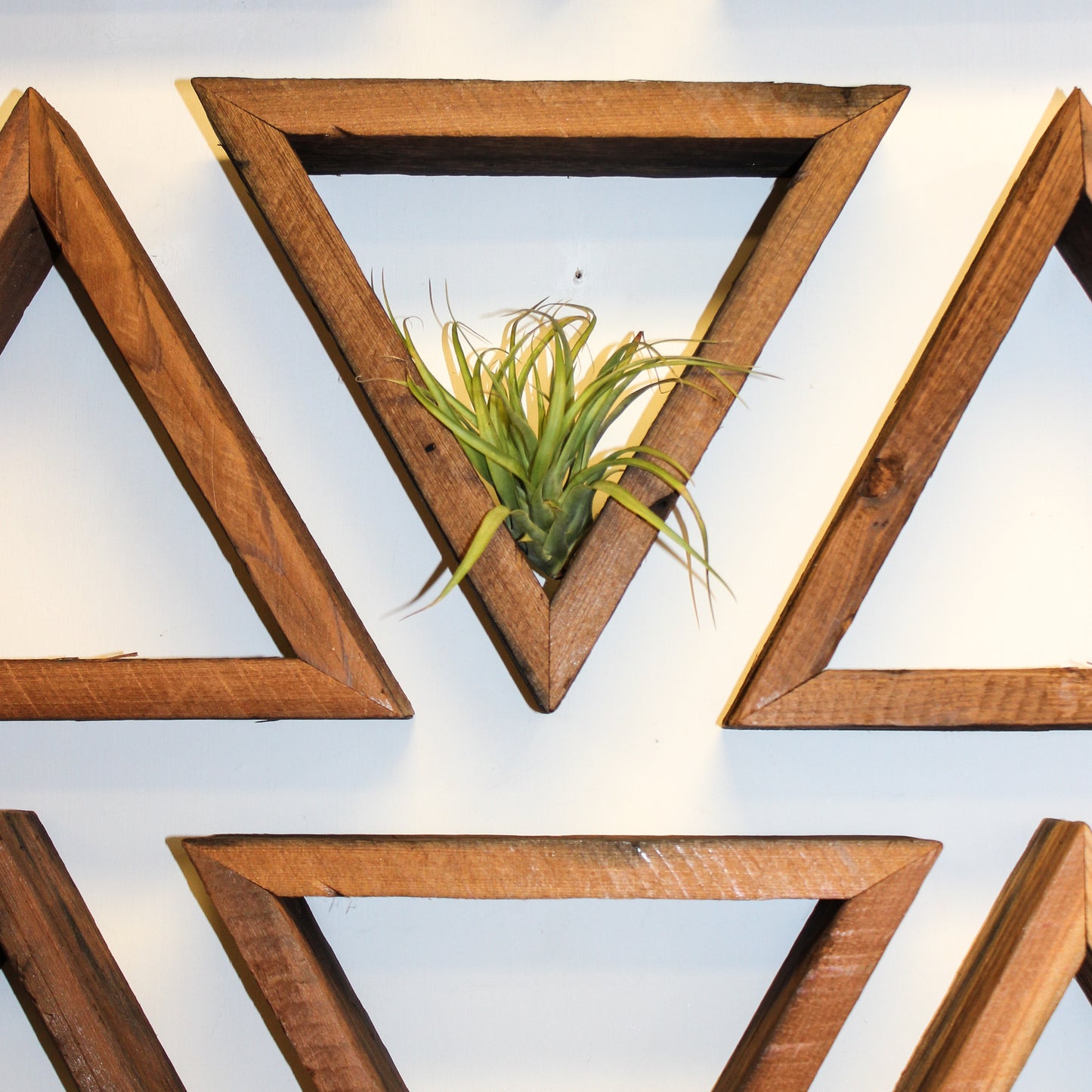 Reclaimed Wood Triangle Wall Shelf with air plant