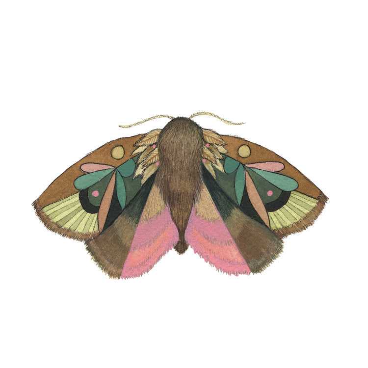 hand painted watercolor moth print